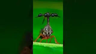 Who Run The World? Insects #Insects #Nature