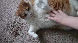 A Quick Cat Belly Trap