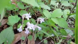 Capital Naturalist: One-Flowered Cancer Root