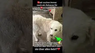 ❤️Judy❤️H&uuml;ndinAlter: ca. 2022Charakter: freundlich, lieb,liebt MenschenGr&ouml;&szlig;e: ca.50 cmGewicht:20 kg