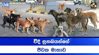 වීදි සුනඛයන්ගේ ජීවක මාතාව