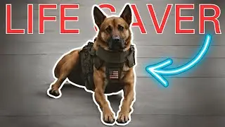 Which Dog SAVED My Life? | Top 10 Dog Breeds for Close Protection