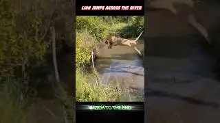 LONG JUMP CHALLENGE #trending #animals #wildlife #youtubeshorts  #shorts #tiger #lion #viralshort