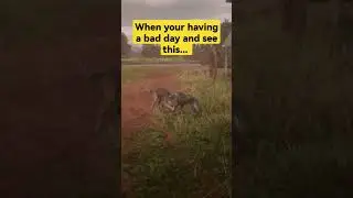 Having a bad day? This will melt your heart - Dogs / Puppies playing