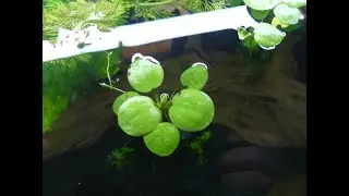 Pr&eacute;sentation Grenouillette (Limnobium Laevigatum)