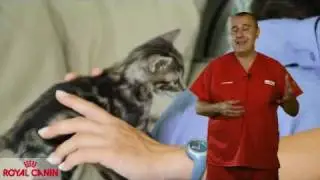 Qu&eacute; es la toxoplasmosis - Salud felina Royal Canin