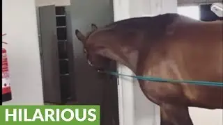 Horse participates in 