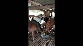 My goat farm @ bulado port guihulngan 
