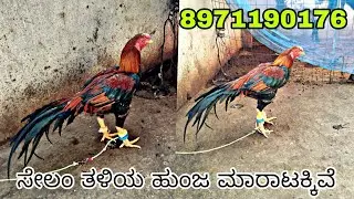 Salem Aseel Rooster for Sale | Healthy Salem Breed Chicken | Best Poultry Farm Rooster | VLkolifarm