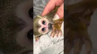 Jobi West  #squirrelmonkey #babymonkey #jobi #monkey #monkeybaby #monkeylife #monkeylove #petmonkey