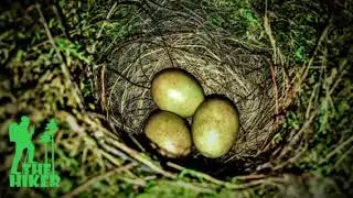 Mama Bird❤️