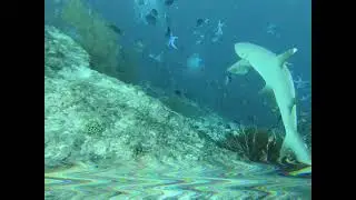 FISH HEAD MALDIVES