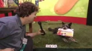 Petrageous toys, pet diapers, and the Dream Walker