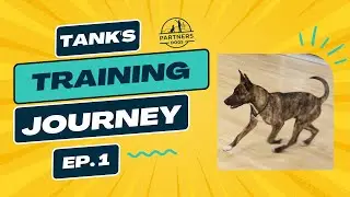 Partners Dog Training Journey | Tank | Ep. 1