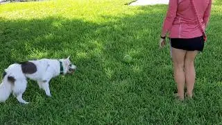 Herding behavior with the ball.
