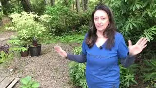 18 Ground Covers as Living Mulch