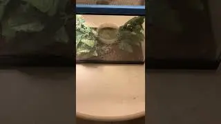How to care for a green tree frog - From Ryan George Fair