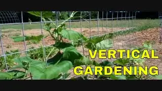 Vertical Gardening Using Grow Arches