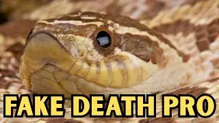Did you know this snake plays dead