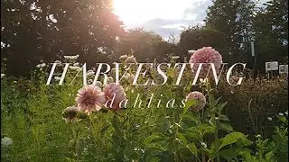 DAHLIA CLASS || HARVESTING TUTORIAL
