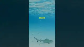 Shark Instinct Power | Trust Your Gut Like a Predator #sharkfacts #motivation #animalwisdom