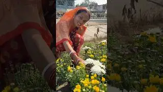 Shopping Winter Flower Plant Nursery Visit #winter #flower #plants #odia #gardening