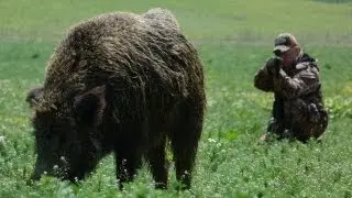 Охота на гигантского кабана в Венгрии