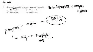 Ribulose   diphosphate  carboxylase  oxygenase is location  in
