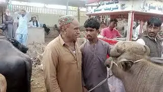 بھینس کالونی مویشی منڈی لانڈی