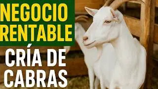 &iquest;Por Qu&eacute; Criar Cabras Es el Negocio M&aacute;s Rentable del Campo