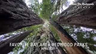 Get the League's FREE e-guide to SF Bay Area redwood parks