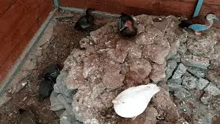 34分钟全景俯瞰鸟类自然栖息日常 (无剪辑纯净版)