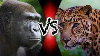 Animal Face-Off [2004] Ep 10: Gorilla vs Leopard | Full Episode