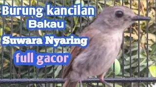 BURUNG KANCILAN BAKAU SUWARA NYARING
