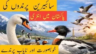 Siberian Birds Arrive in Pakistan | Winter Migratory Birds | Latest Wildlife News