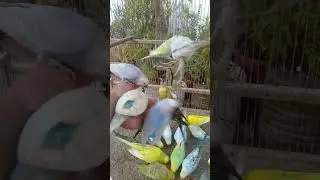🔸 Budgies Having Fun with Their Favorite Toy 🦜✨ #birds #cute #budgies #funny