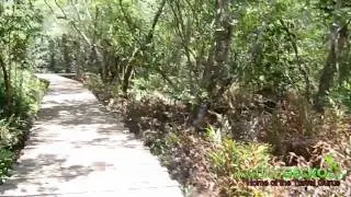 Walkthrough of mangrove swamp at Chek Jawa Wetlands
