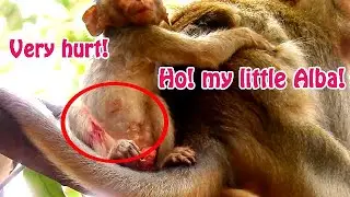 Please God bless tiny Alba! Alba was attacked by wild monkey! Where is king TITUS?