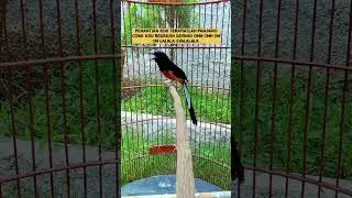 LAGU MURAI BATU PALING DIMINATI @Burung gacoranwe