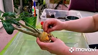 ЦВЕТОЧНЫЕ ДЕЛА.АДЕНИУМ И ПОСЕВ СЕМЯН.КОМНАТНЫЕ РАСТЕНИЯ(ЦВЕТЫ).