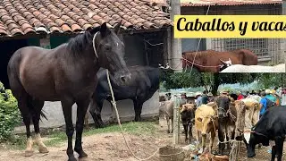 Sábado 3 de Junio vacas toros y caballos en tiangue de San Rafael Cedros