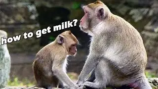 poor girl Janna sat looking at milk in very hungry face but Jane never give up