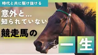 【引退後はどこに？】意外と知られていない競走馬の一生を丁寧に解説