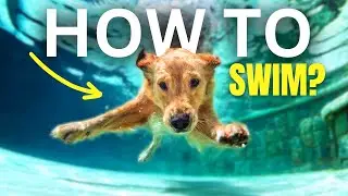 This is THE BEST Way To Teach Your Dog How TO SWIM
