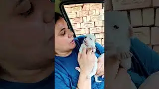 Puppy in pain #puppy #puppies #dog #dogs #dogmom #doglover #doglovers #shorts