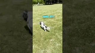 Sorry, Mommy... I Gotta Go There This Time.. #puppylife #dogfrisbee #smartpuppy #cavapoo