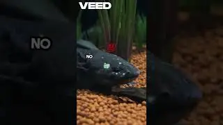 Axolotl: The Real-Life Regeneration Machine #creature #animals #science #shorts #shortsviral #sea