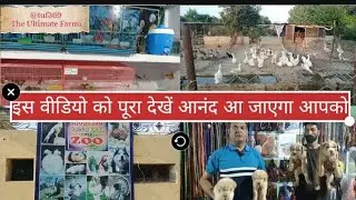 Sood fram Hoshiarpur || Free Zoo in Hoshiarpur || All breed of dogs, Pets & Animals || #viralvideo