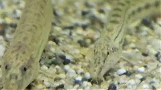 ヒガシシマドジョウ　富士湧水の里 水族館00207