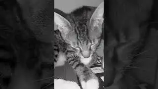 Here's a random video of my cat cleaning himself🫣 #fyp #foryou #shorts #fypシ゚viral #fypシ